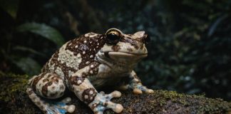 Суринамская квакша