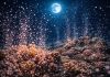 Размножение кораллов: массовый нерест и синхронизация по Луне Размножение кораллов: массовый нерест и синхронизация по Луне