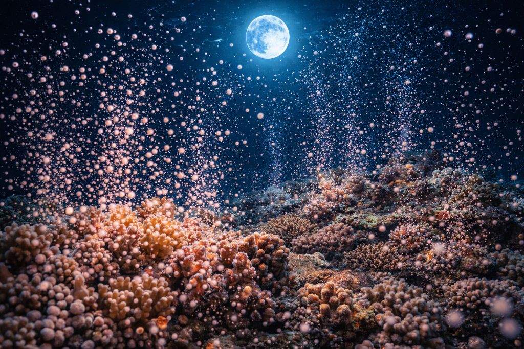 Размножение кораллов массовый нерест и синхронизация по Луне Размножение кораллов: массовый нерест и синхронизация по Луне