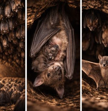 Размножение летучих мышей: колонии, хранение спермы и роды «по сезону»