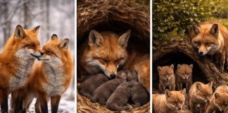 Размножение лис: сроки гона и «детский сад» у норы
