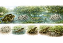 Размножение лягушек: амплексус, икра и метаморфоз в разных средах Размножение лягушек: амплексус, икра и метаморфоз в разных средах