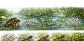 Размножение лягушек: амплексус, икра и метаморфоз в разных средах Размножение лягушек: амплексус, икра и метаморфоз в разных средах