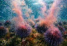 Размножение морских ежей: внешнее оплодотворение и «облако гамет»