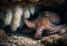 Размножение осьминогов: одна попытка на жизнь и забота о кладке Размножение осьминогов: одна попытка на жизнь и забота о кладке