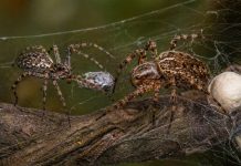 Размножение пауков: брачные подарки и риск быть съеденным