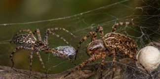 Размножение пауков: брачные подарки и риск быть съеденным