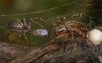 Размножение пауков: брачные подарки и риск быть съеденным