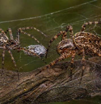 Размножение пауков: брачные подарки и риск быть съеденным