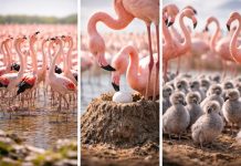 Размножение фламинго: гнездо-«башенка» и коллективные колонии