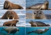 Как отличить моржа от тюленя