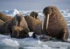 Размножение моржей: гаремы, миграции и высокая цена доминирования