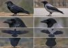 Как отличить ворона от вороны