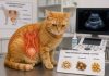 Мочекаменная болезнь у котов
