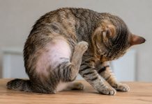Почему у кошки выпадает шерсть