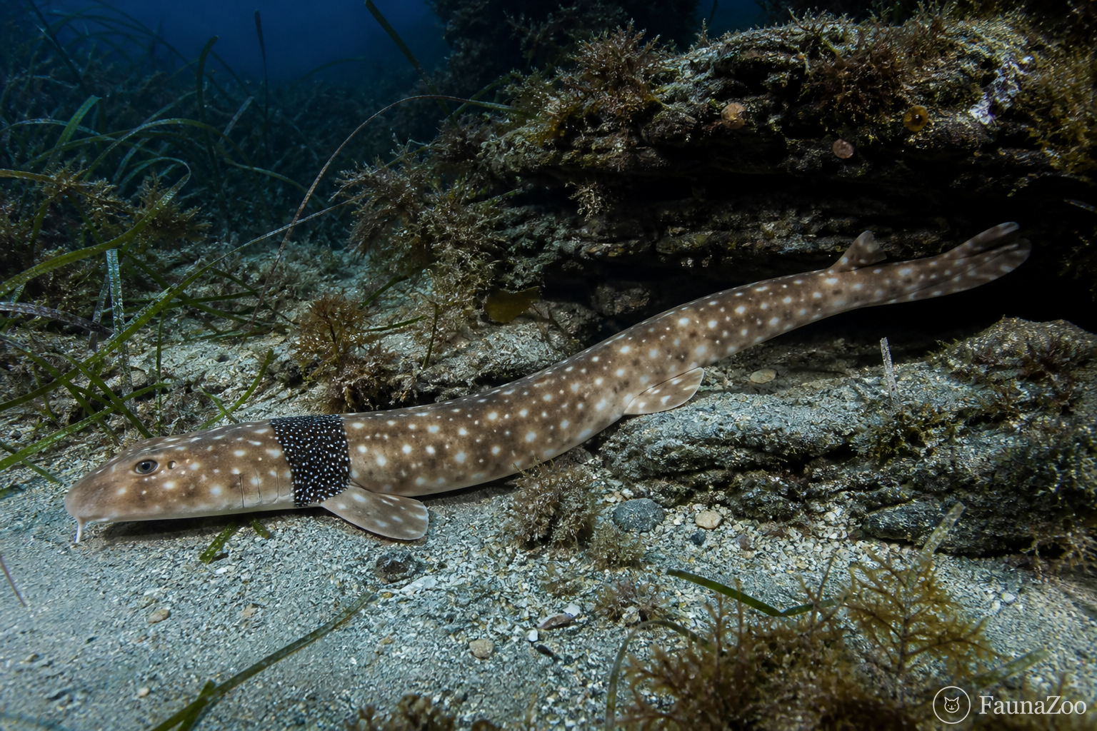 Изменчивая воротниковая акула: белые искры на чёрном кольце