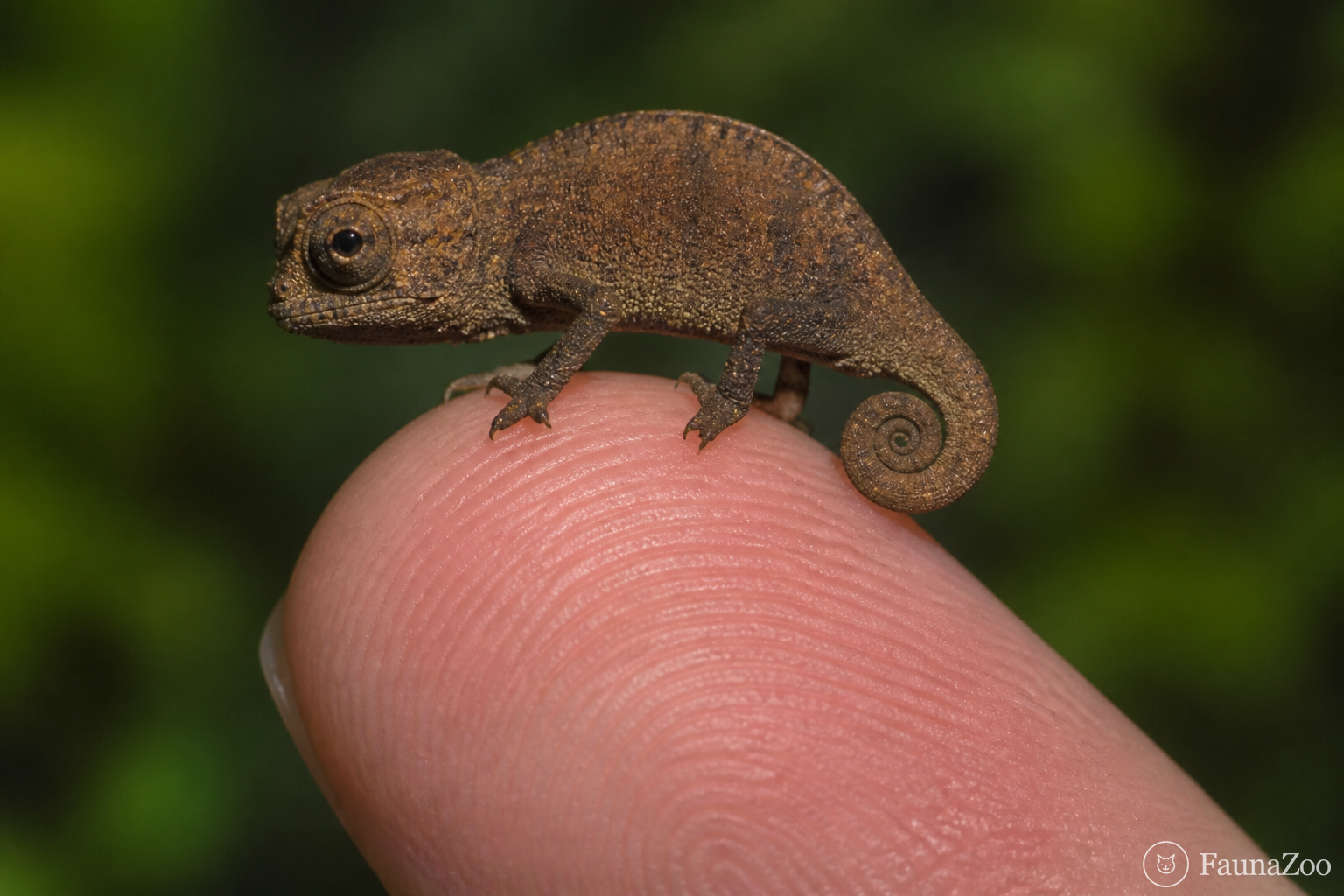 Самец Brookesia nana стоит на кончике человеческого пальца