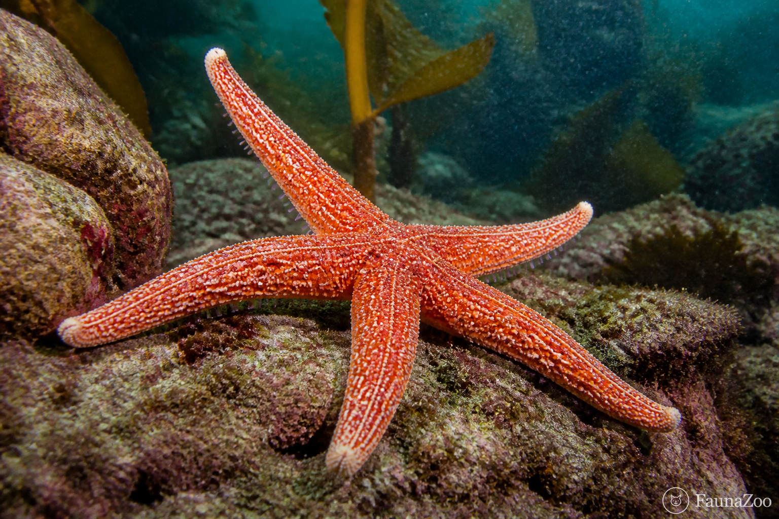 Морская звезда ползёт по камням на морском дне