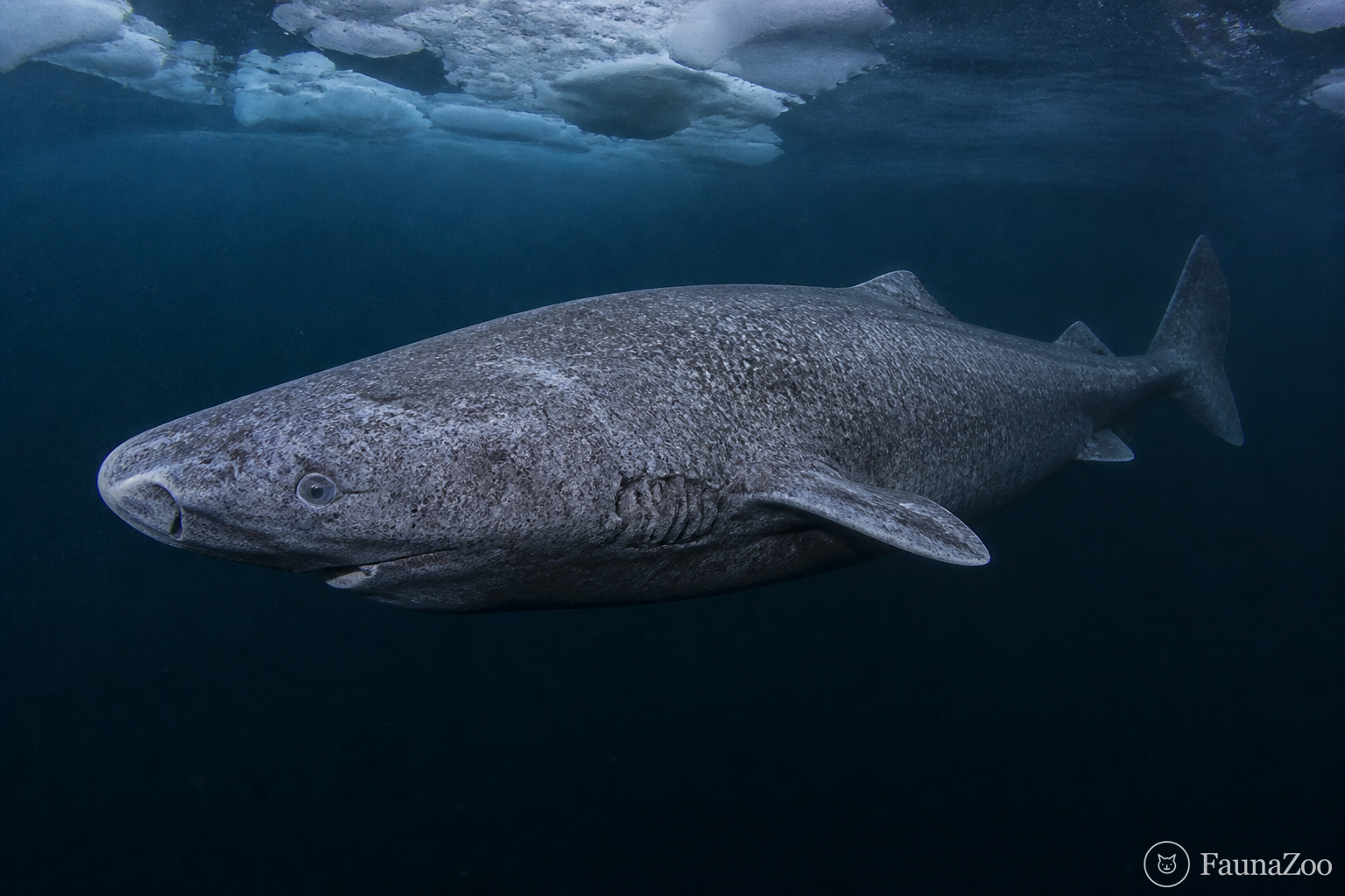 Гренландская акула медленно плывёт в холодной тёмной северной воде
