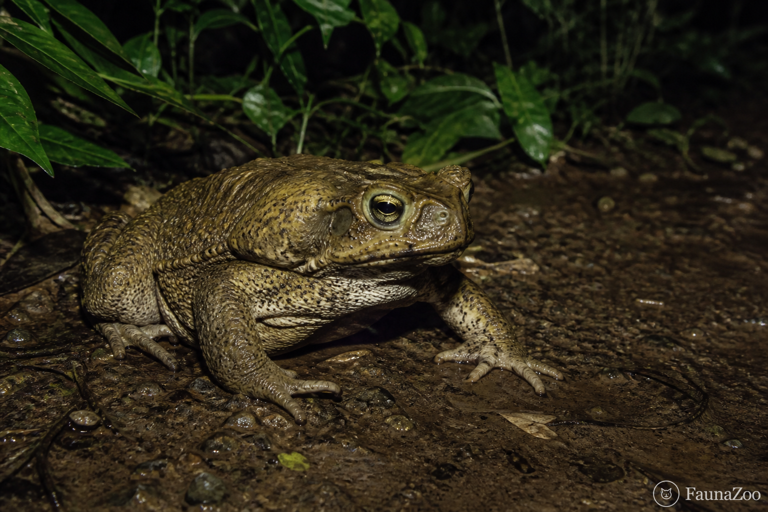 Мезоамериканская жаба-ага: чем Rhinella horribilis отличается от жабы-аги
