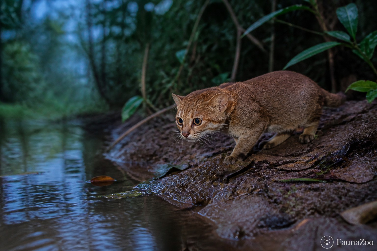 Плоскоголовая кошка: редкий охотник у лесной воды