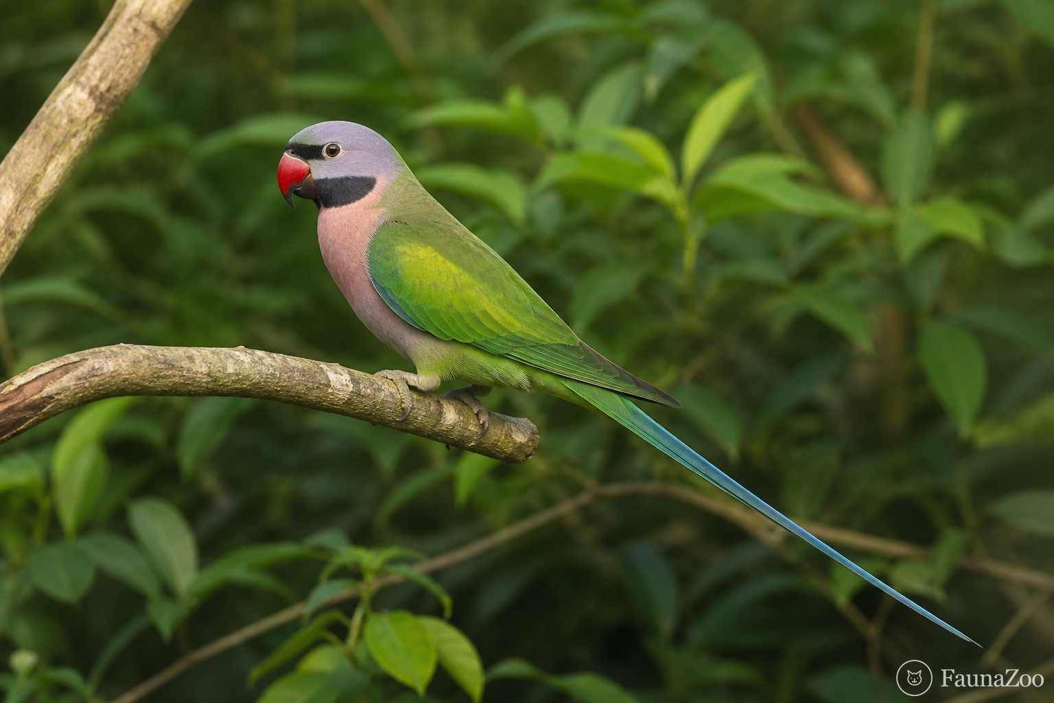 Розовогрудый кольчатый попугай: серый капюшон и чёрные усы
