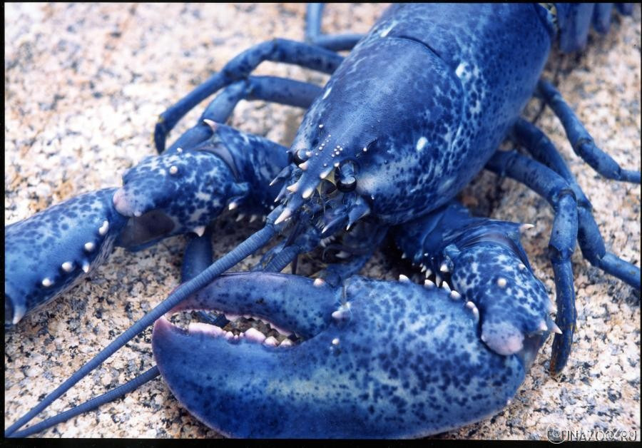 Синий омар: раскрашенный лангуст Panulirus versicolor