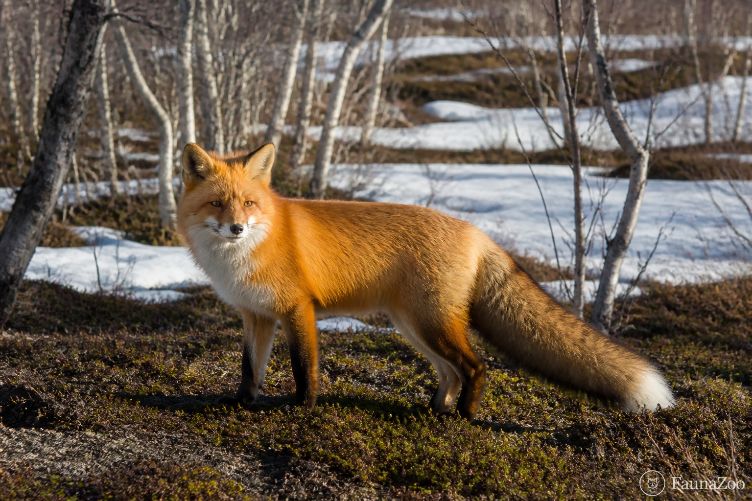Скандинавская рыжая лисица: северная форма вида