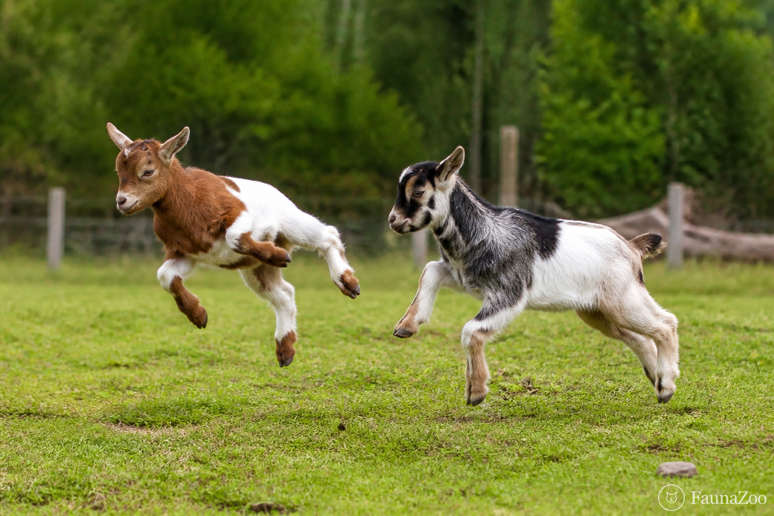 Козлята одновременно подпрыгивают на травяной площадке
