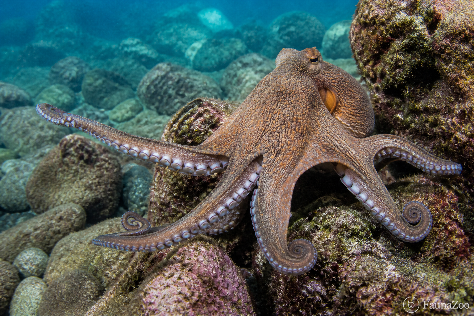 Осьминог мягко скользит между камнями по морскому дну