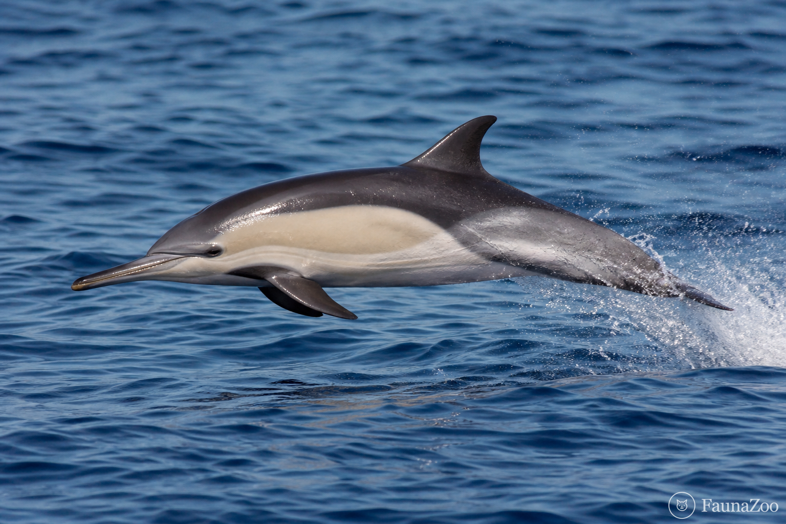Восточнотихоокеанский длинноклювый дельфин: Delphinus bairdii