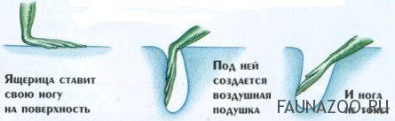 Василиск. Ящерица, которая умеет ходить по воде Василиск. Ящерица, которая умеет ходить по воде