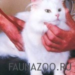 Грудная клетка