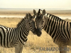 Животные Африки