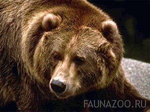 Животные России