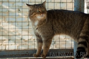Европейский лесной кот