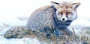 Лесная собака