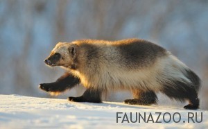 Какова собой росомаха?