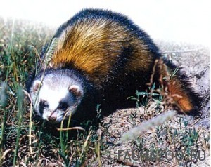 Хорек