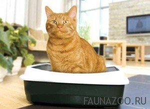 Как приучить котенка к лотку?