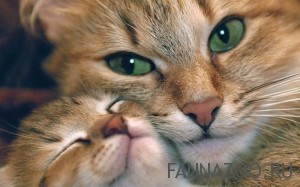 Кошачья аптечка