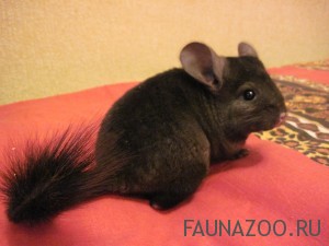 Содержание шиншилл