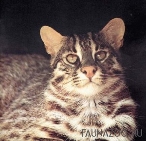 Дальневосточный лесной кот