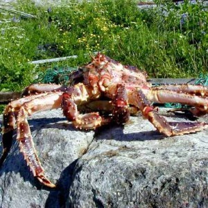 Камчатский краб