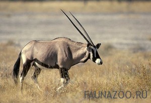 Орикс