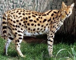 Сервал, кустарниковая кошка