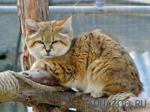 Бархатная кошка