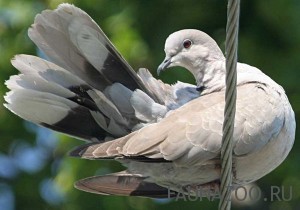 Горлица кольчатая
