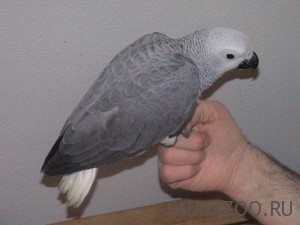 Жако