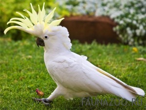 Какаду желтохохлый